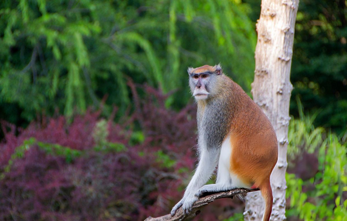 Unique Wildlife Species